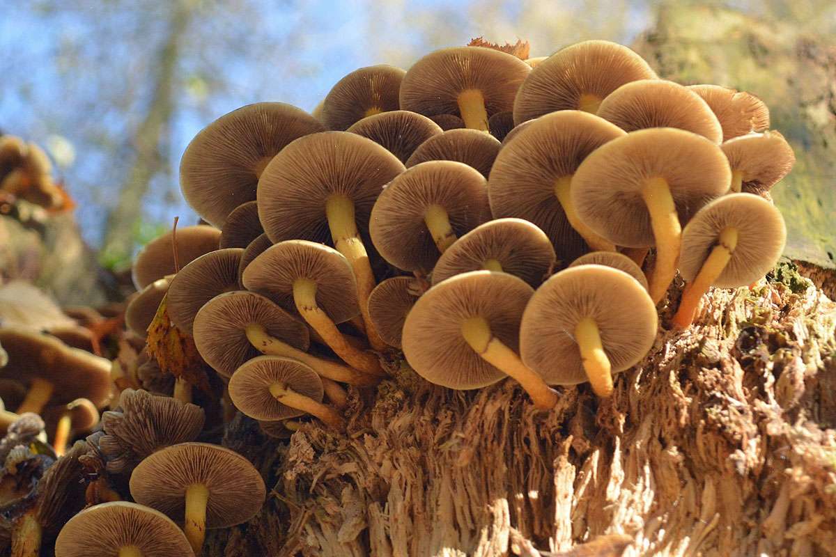 Grünblättriger Schwefelkopf (Hypholoma fasciculare), (c) Rolf Jantz/NABU-naturgucker.de