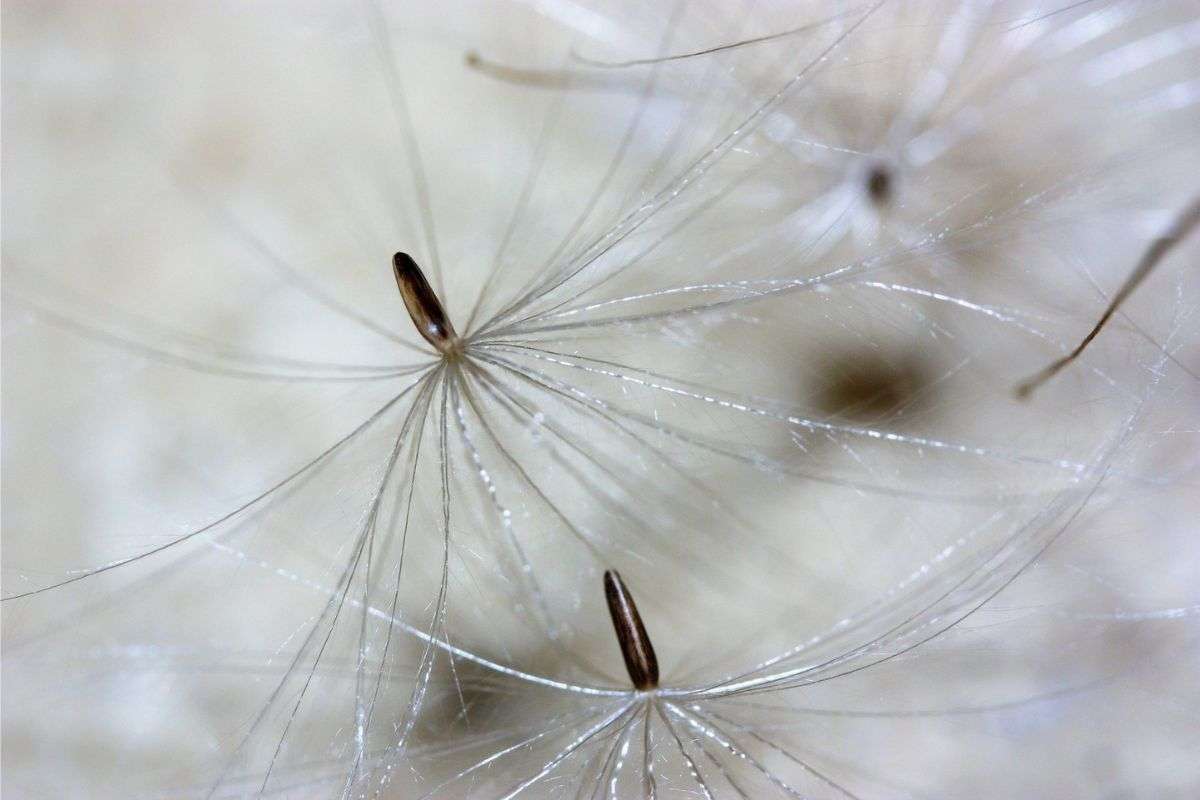 Samen der Kratzdistel (Cirsium indet.) im Flug, (c) Beate Schmitt/NABU-naturgucker.de Samen der Kratzdistel (Cirsium indet.) im Flug, (c) Beate Schmitt/NABU-naturgucker.de