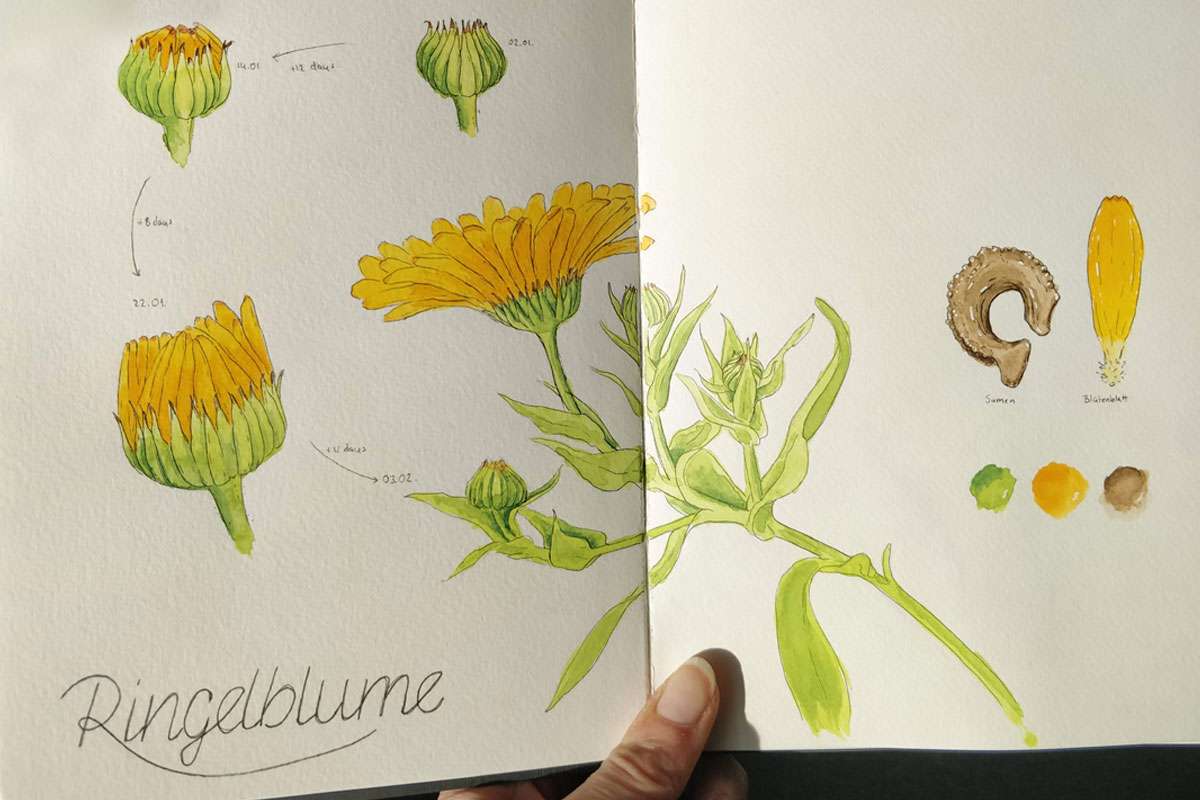 Ringelblume in einem Nature Journal, (c) Lisa Theismann
