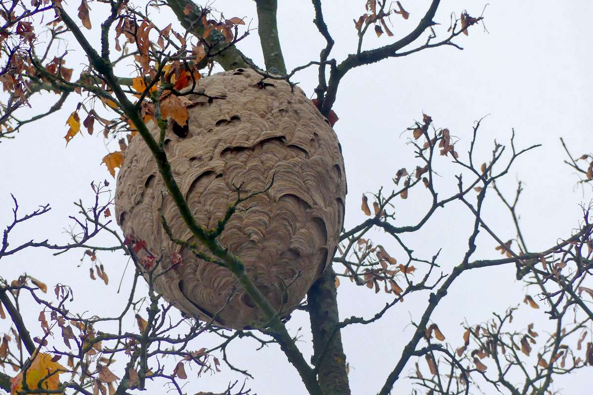 Verlassenes Nest der Asiatischen Hornisse (Vespa velutina), (c) Holger Selisky/NABU-naturgucker.de