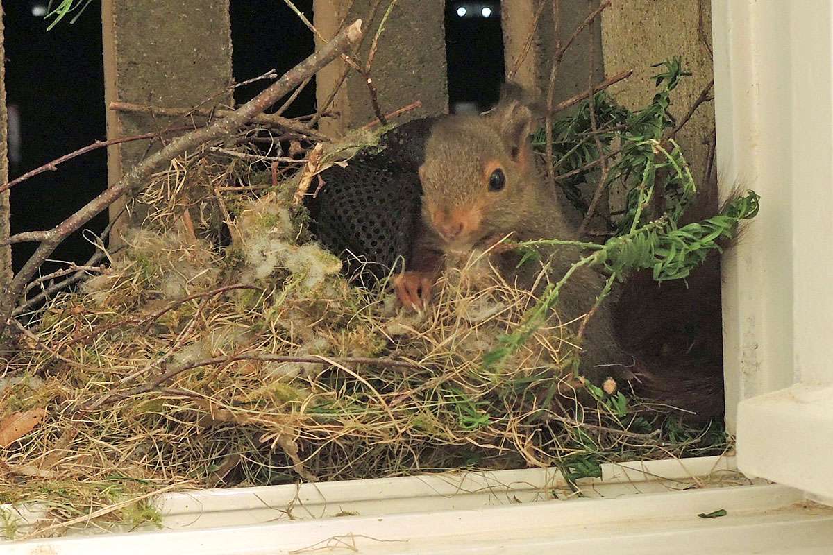 Europäisches Eichhörnchen (Sciurus vulgaris) im Kobel, (c) Bernhard Caspar/NABU-naturgucker.de