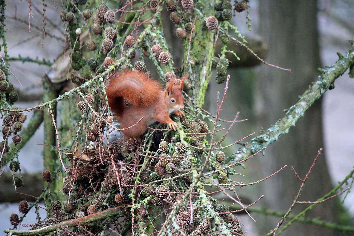 Europäisches Eichhörnchen (Sciurus vulgaris) an seinem Kobel, (c) Hanna Böker/NABU-naturgucker.de