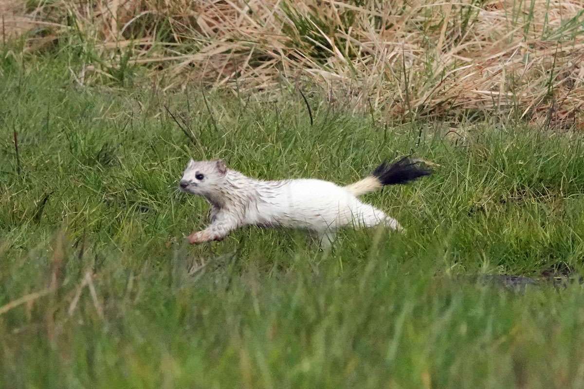 Hermelin (Mustela erminea) mit weißem Winterfell, (c) Armin Dreisbach/NABU-naturgucker.de Hermelin (Mustela erminea) mit weißem Winterfell, (c) Armin Dreisbach/NABU-naturgucker.de