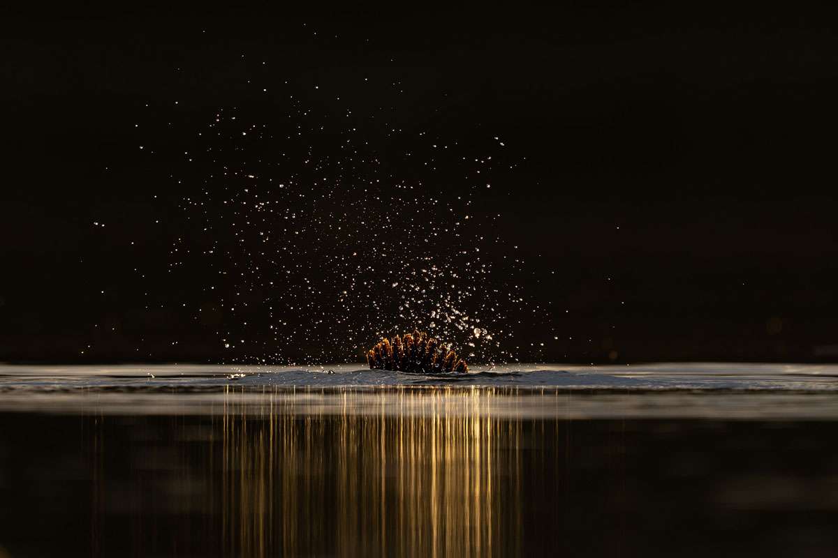 Abtauchender Kormoran (Phalacrocorax carbo), (c) Ronny Schuster/NABU-naturgucker.de