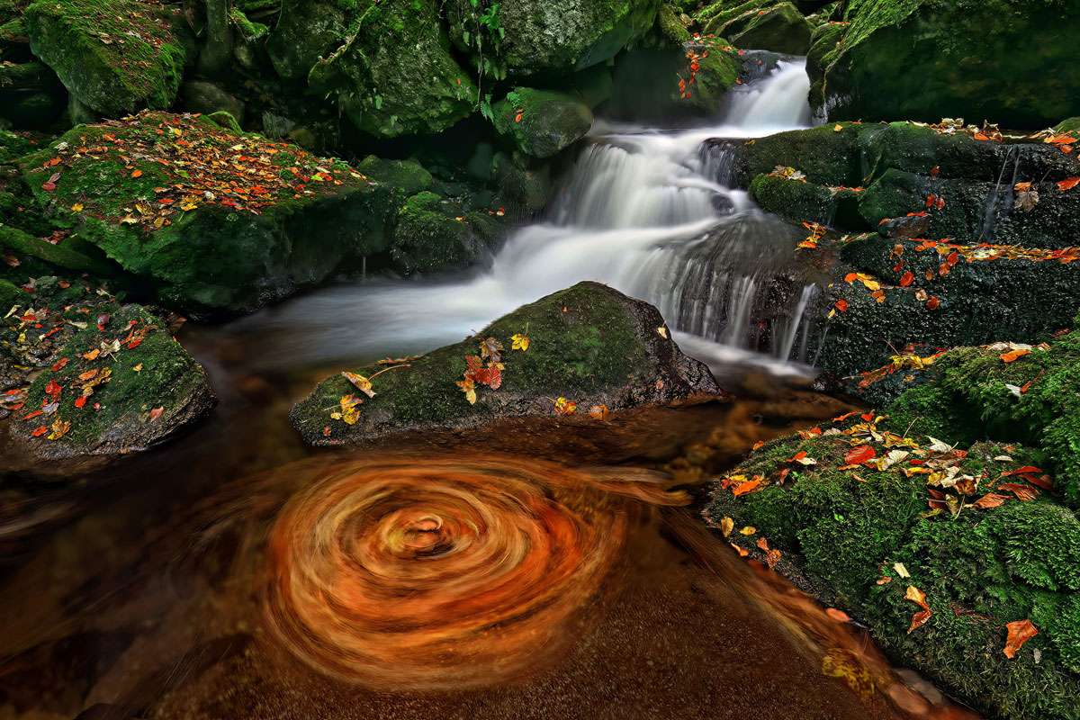 Laubkreisel, (c) Josef Hinterleitner/NABU-naturgucker.de