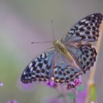 Dunkler Kaisermantel (Argynnis paphia f. valesina), (c) Susanne Großnick/NABU-naturgucker.de