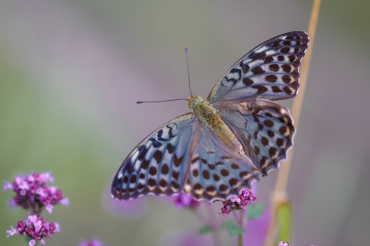 Dunkler Kaisermantel (Argynnis paphia f. valesina), (c) Susanne Großnick/NABU-naturgucker.de