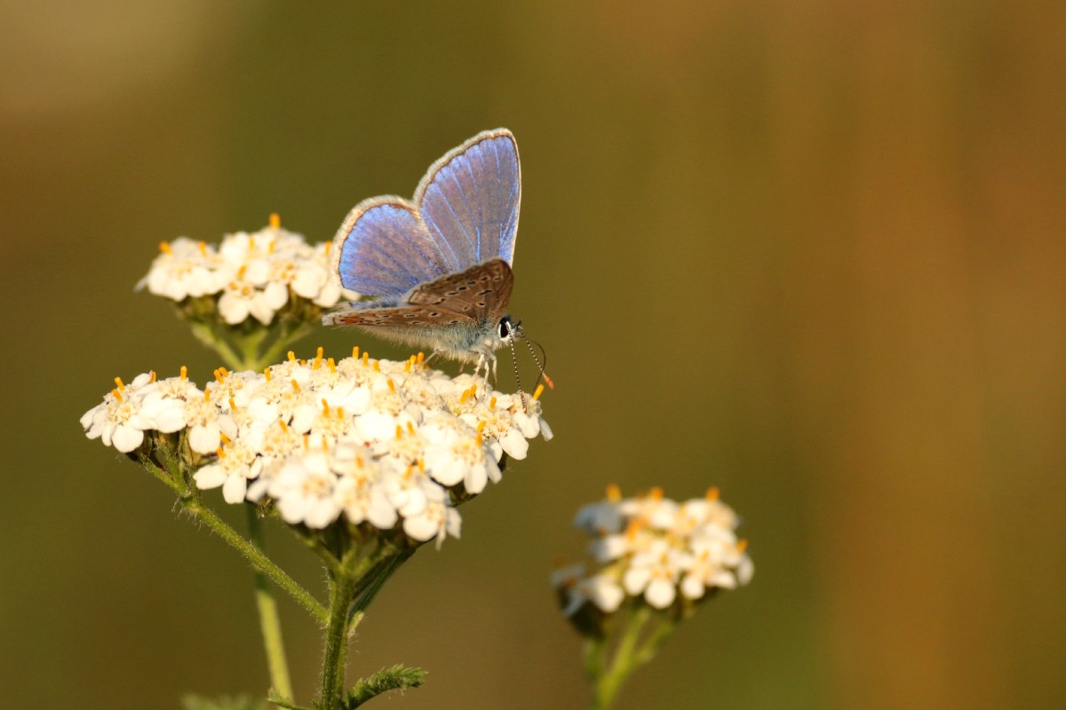 Gemeiner Bläuling (Polyommatus icarus), (c) Helene Germer/NABU-naturgucker.de
