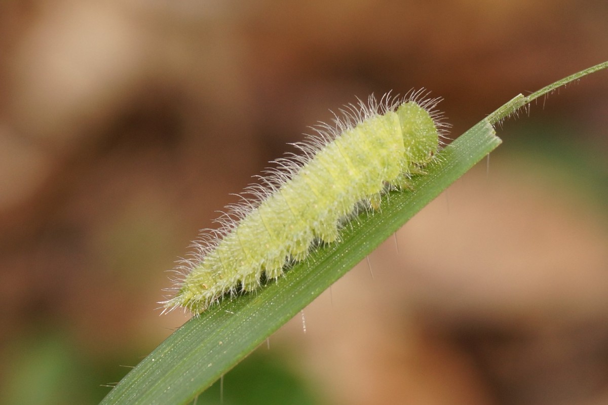Großes Ochsenauge (Maniola jurtina), Raupe, (c) Andreas Röcker/NABU-naturgucker.de