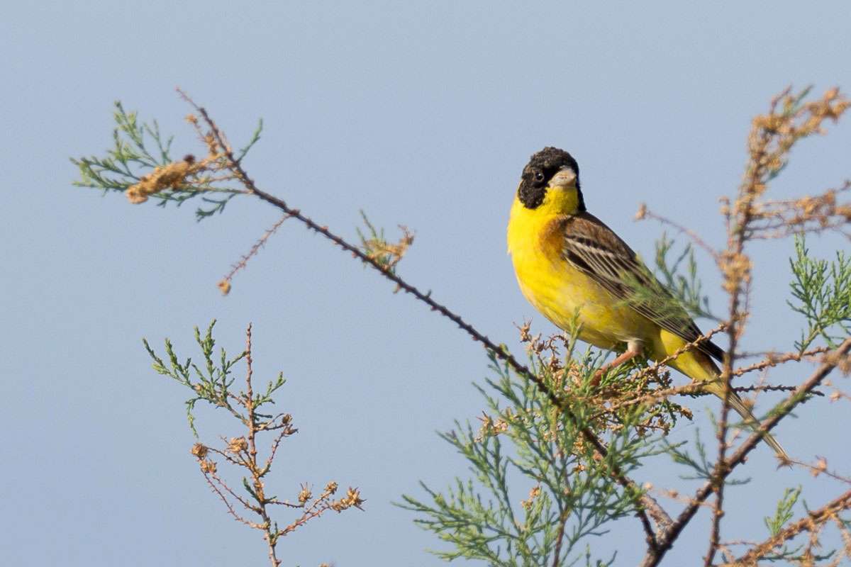 Kappenammer (Emberiza melanocephala), (c) Marion Metzer/NABU-naturgucker.de