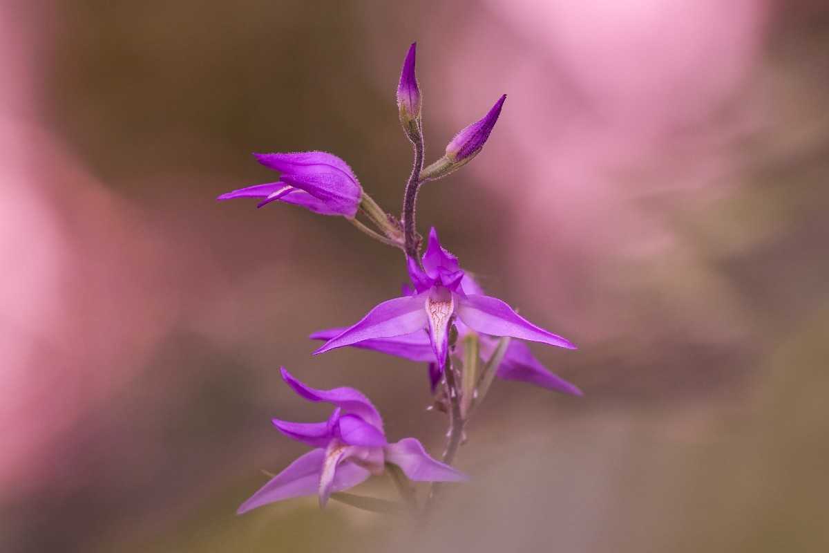 Rotes Waldvögelein (Cephalanthera rubra), (c) Thorsten u. Wolfgang Kumb/NABU-naturgucker.de Rotes Waldvögelein (Cephalanthera rubra), (c) Thorsten u. Wolfgang Kumb/NABU-naturgucker.de