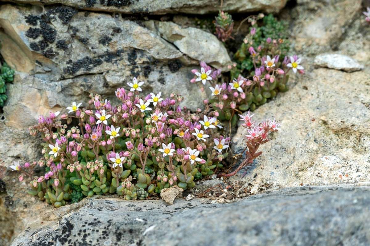 Spanische Fetthenne (Sedum hispanicum), (c) Wolfgang Piepers/NABU-naturgucker.de