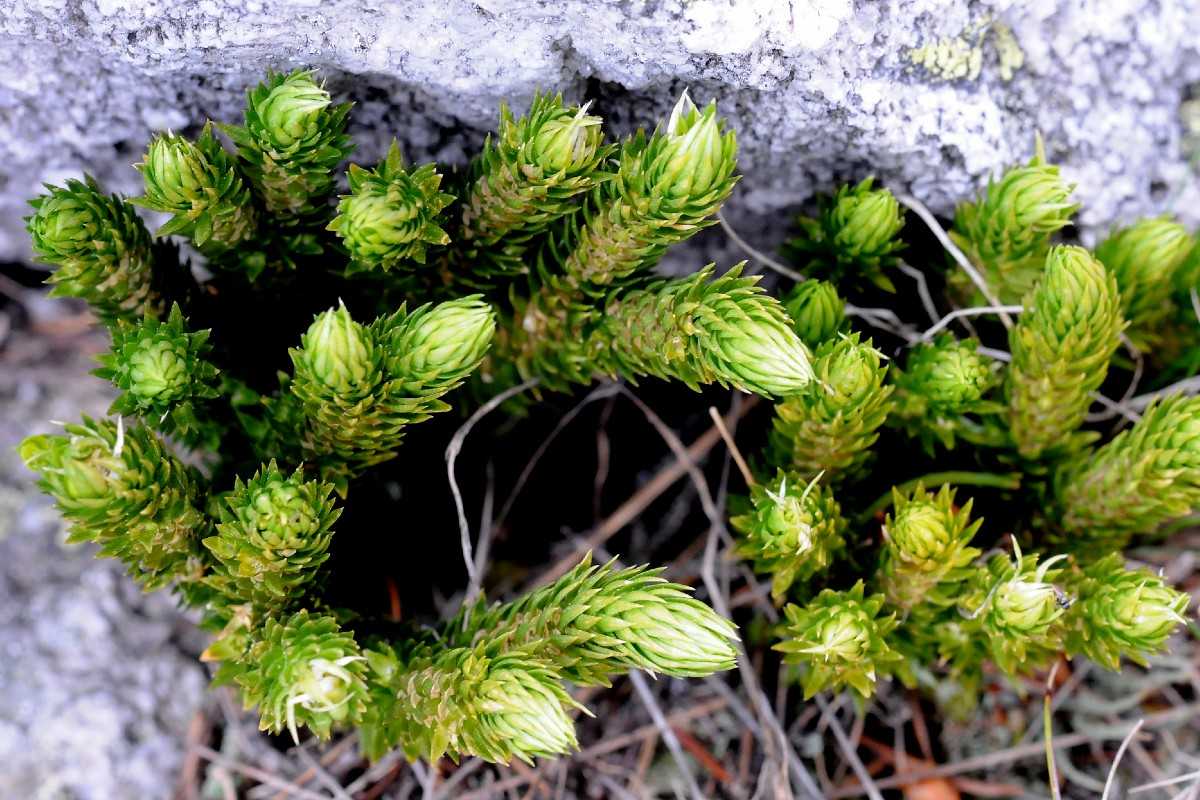 Tannen-Bärlapp (Huperzia selago), (c) Karl-Heinz Christmann/NABU-naturgucker.de Tannen-Bärlapp (Huperzia selago), (c) Karl-Heinz Christmann/NABU-naturgucker.de