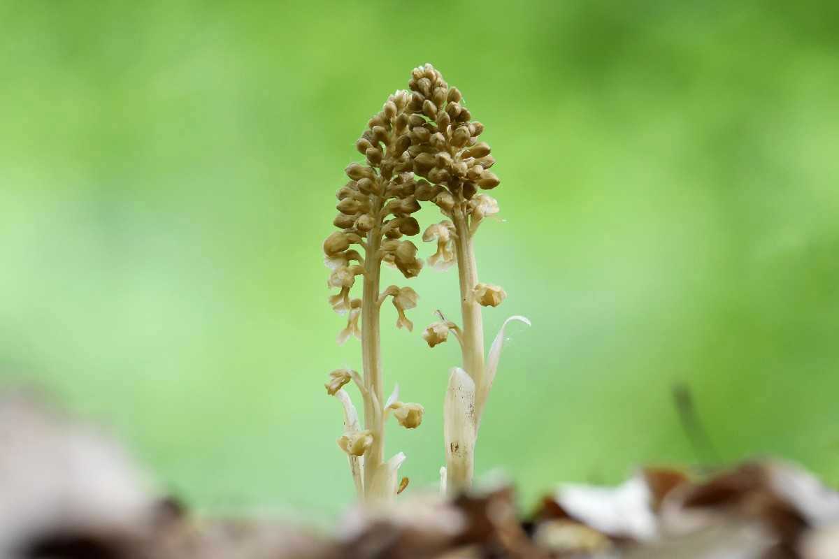 Vogel-Nestwurz (Neottia nidus-avis), (c) Nicola Glaser /NABU-naturgucker.de Vogel-Nestwurz (Neottia nidus-avis), (c) Nicola Glaser /NABU-naturgucker.de