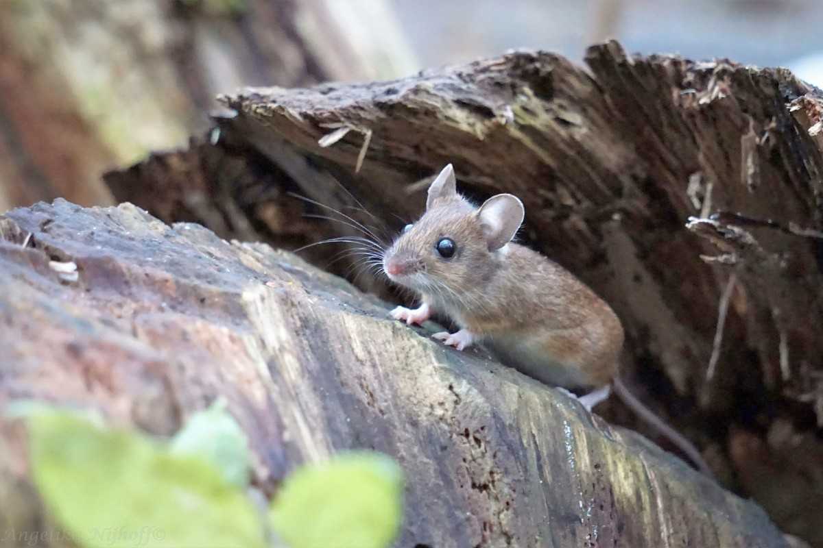 Waldmaus (Apodemus sylvaticus), (c) Angelika Nijhoff/NABU-naturgucker.de Waldmaus (Apodemus sylvaticus), (c) Angelika Nijhoff/NABU-naturgucker.de