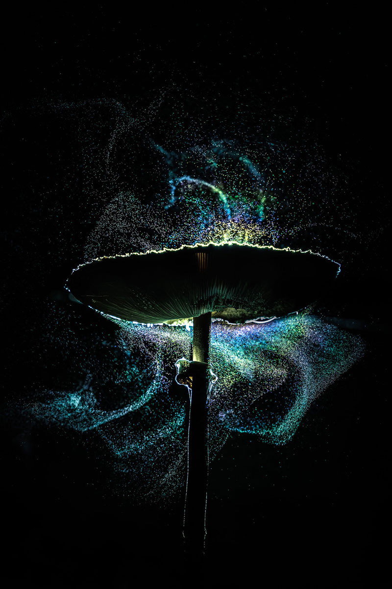 Parasol (Macrolepiota procera) mit Sporenwurf, (c) Britta Springler/NABU-naturgucker.de