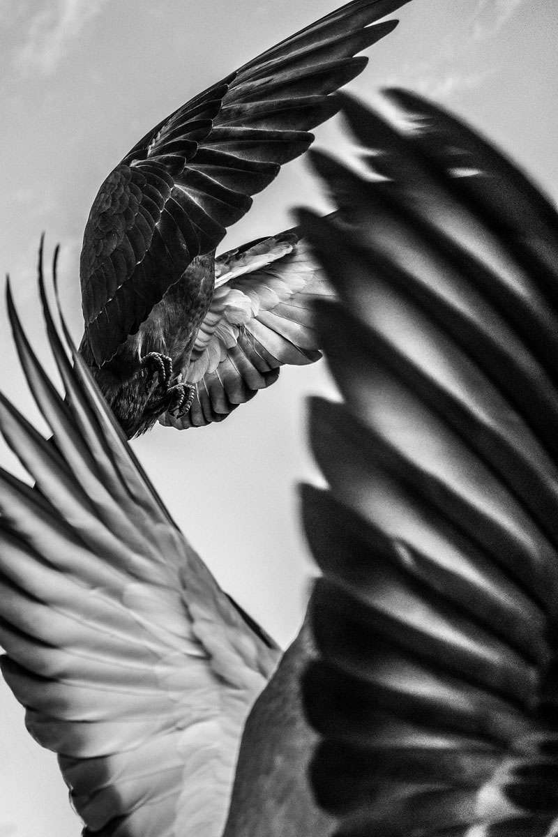 Straßentauben (Columba livia f. domestica), (c) Verena Burger/NABU-naturgucker.de