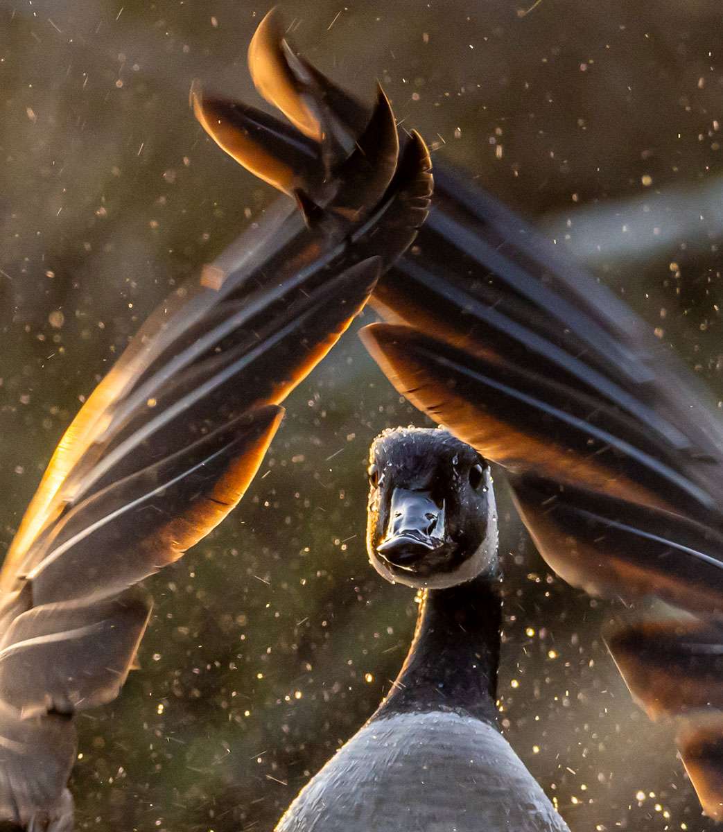 Kanadagans (Branta canadensis), (c) Mario Hildebrandt/NABU-naturgucker.de