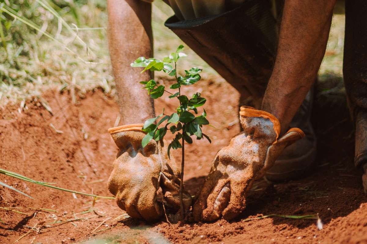 Baumpflanzung in Brasilien, (c) Ecosia