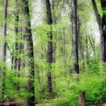 Frühling im Buchenwald, (c) Hubertus Schwarzentraub/NABU-naturgucker.de
