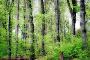 Frühling im Buchenwald, (c) Hubertus Schwarzentraub/NABU-naturgucker.de
