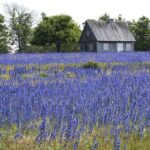 Gewöhnlicher Natternkopf (Echium vulgare) in Schweden, (c) Rudolf Baier/NABU-naturgucker.de