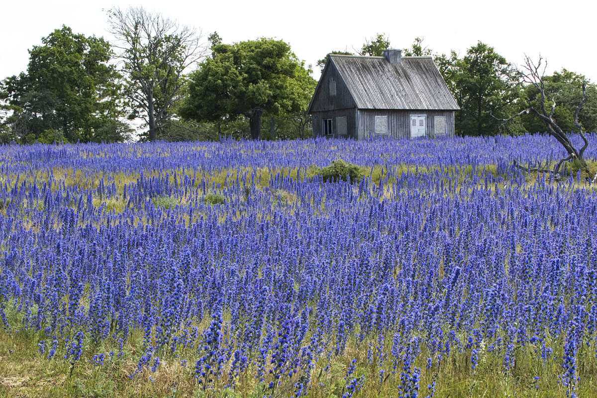 Gewöhnlicher Natternkopf (Echium vulgare) in Schweden, (c) Rudolf Baier/NABU-naturgucker.de
