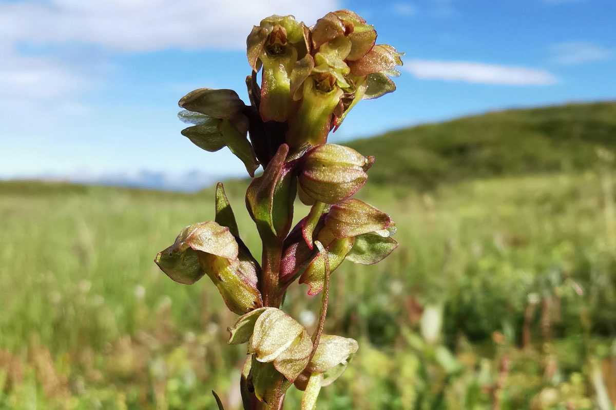 Grüne Hohlzunge (Coeloglossum viride) in weiter Landschaft, (c) Bernhard Brehmer/NABU-naturgucker.de Grüne Hohlzunge (Coeloglossum viride) in weiter Landschaft, (c) Bernhard Brehmer/NABU-naturgucker.de