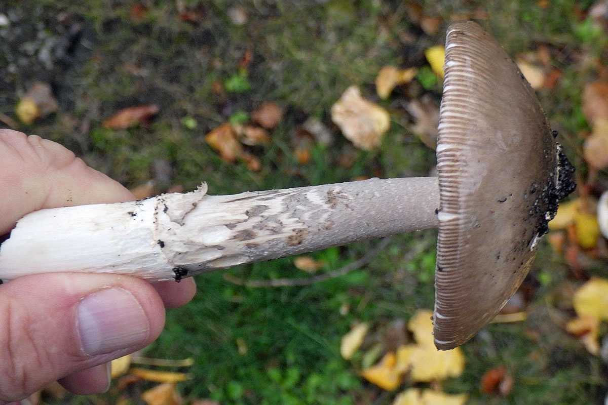 Fuchsiger Scheidenstreifling (Amanita fulva), (c) Torsten Hunger Fuchsiger Scheidenstreifling (Amanita fulva), (c) Torsten Hunger