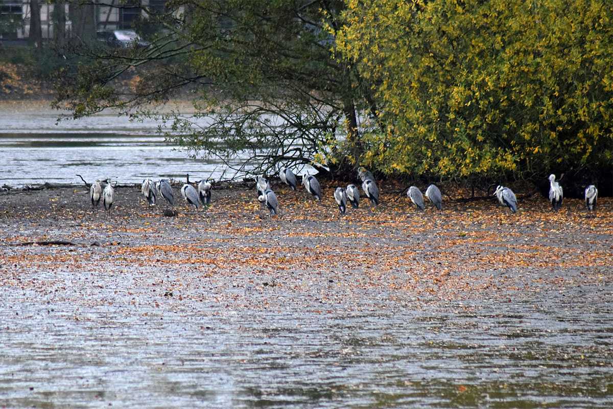 Graureiher (Ardea cinerea) im NSG Riddagshausen, (c) Martin Krauß/NABU-naturgucker.de Graureiher (Ardea cinerea) im NSG Riddagshausen, (c) Martin Krauß/NABU-naturgucker.de