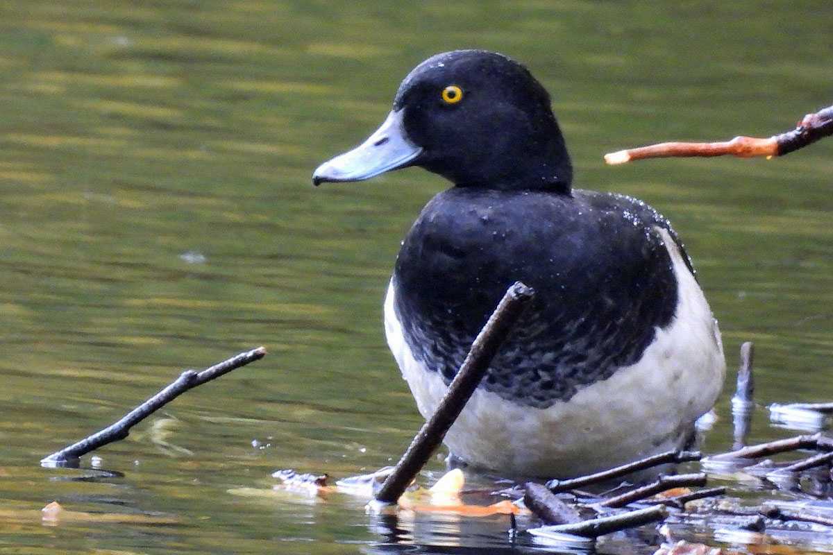 Männliche Reiherente (Aythya fuligula), (c) Carolin Zimmermann/NABU-naturgucker.de Männliche Reiherente (Aythya fuligula), (c) Carolin Zimmermann/NABU-naturgucker.de