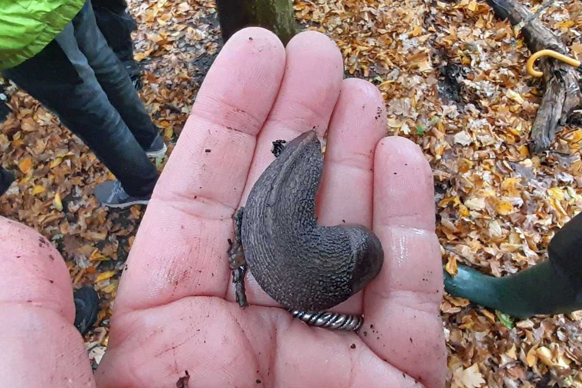 Schwarzer Schnegel (Limax cinereoniger), (c) Carolin Zimmermann/NABU-naturgucker.de Schwarzer Schnegel (Limax cinereoniger), (c) Carolin Zimmermann/NABU-naturgucker.de