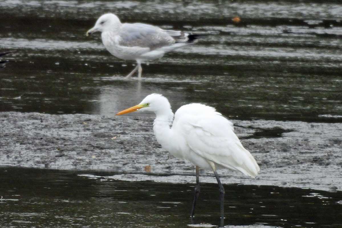 Silberreiher (Ardea alba) im NSG Riddagshausen, (c) Carolin Zimmermann/NABU-naturgucker.de Silberreiher (Ardea alba) im NSG Riddagshausen, (c) Carolin Zimmermann/NABU-naturgucker.de