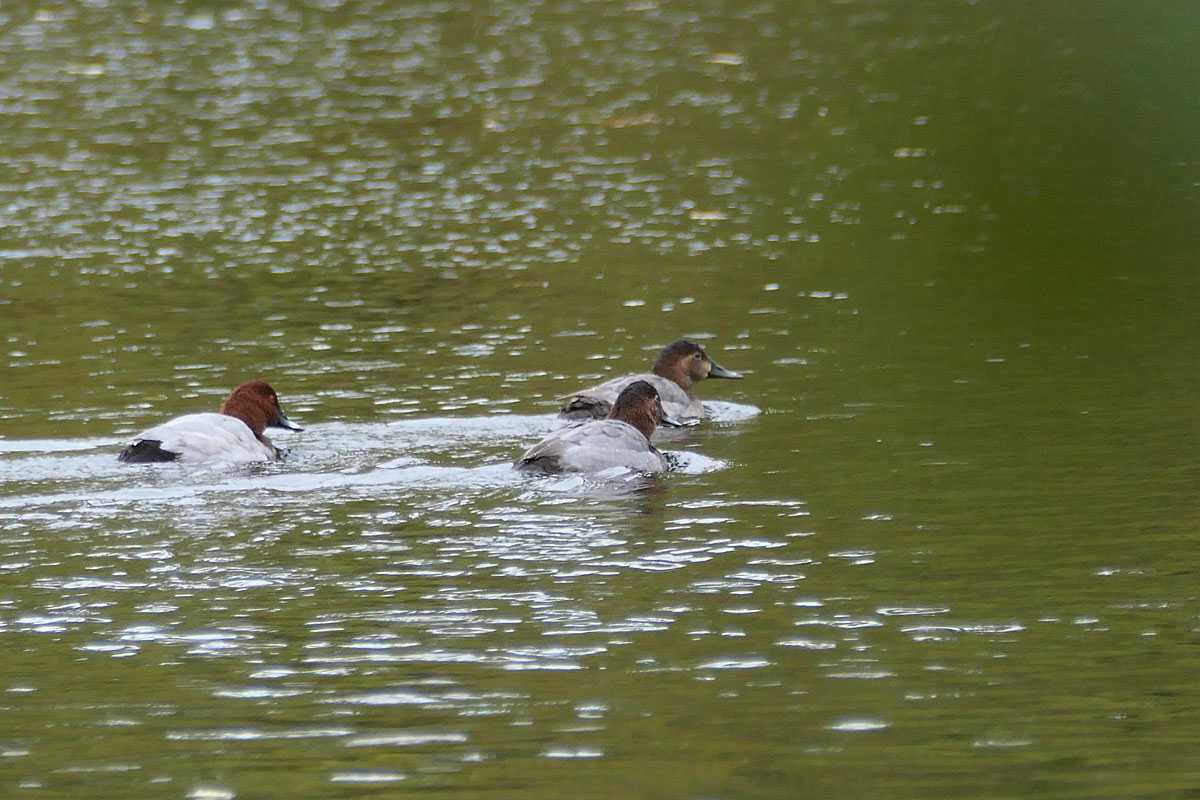 Tafelenten (Aythya ferina) im NSG Riddagshausen, (c) Louisa Preuß/NABU-naturgucker.de Tafelenten (Aythya ferina) im NSG Riddagshausen, (c) Louisa Preuß/NABU-naturgucker.de