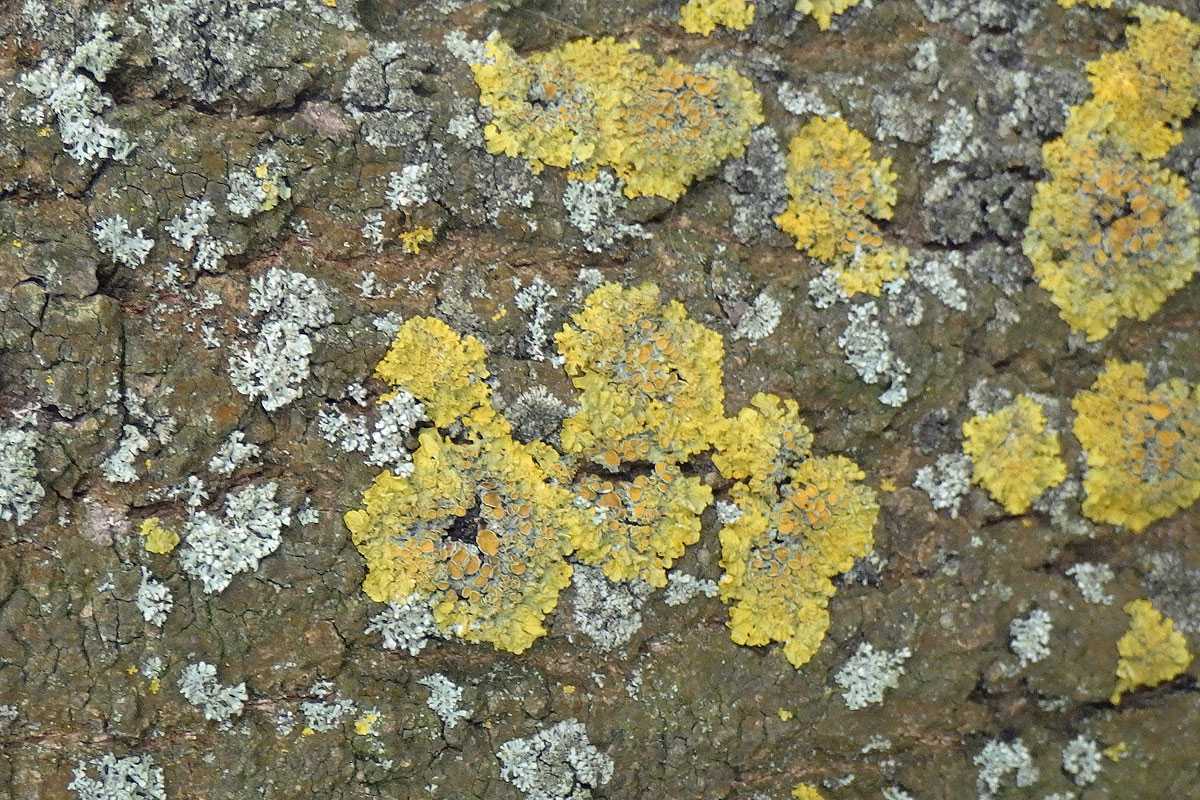 Weit verbreitet: Gewöhnliche Gelbflechte (Xanthoria parietina) und Schwielenflechte (Physcia sp.), (c) Torsten Hunger Weit verbreitet: Gewöhnliche Gelbflechte (Xanthoria parietina) und Schwielenflechte (Physcia sp.), (c) Torsten Hunger