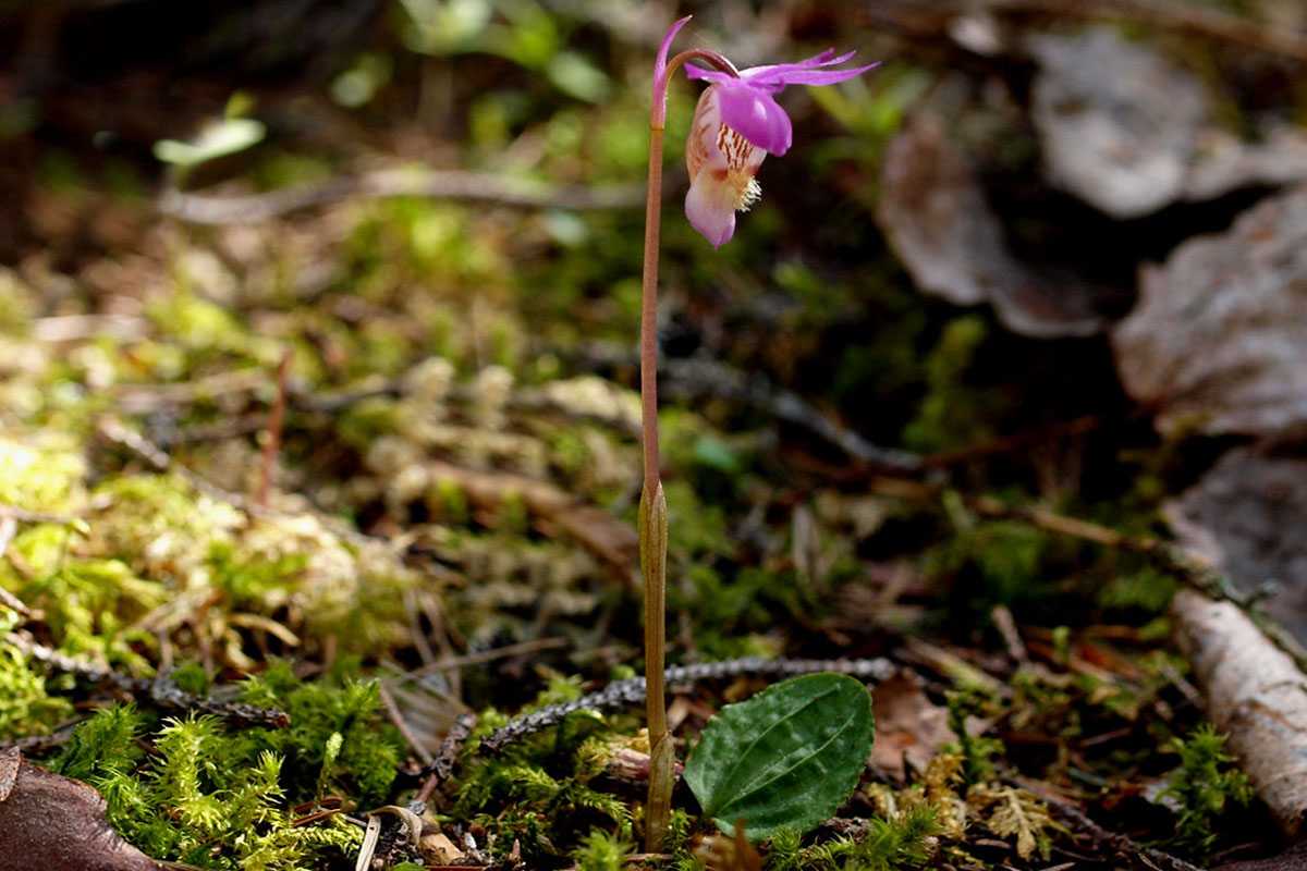 Norne (Calypso bulbosa), (c) Eugen Schaub/NABU-naturgucker.de