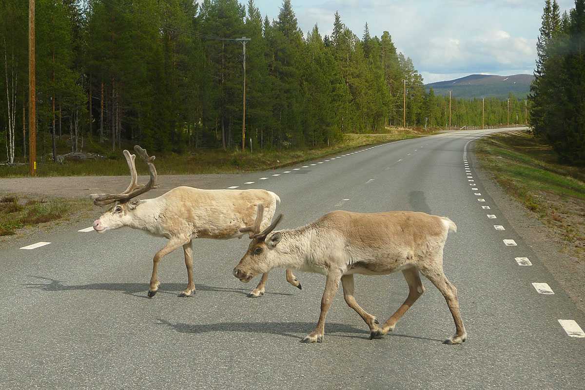 Ren (Rangifer tarandus), (c) Doris Schulmayer/NABU-naturgucker.de Ren (Rangifer tarandus), (c) Doris Schulmayer/NABU-naturgucker.de