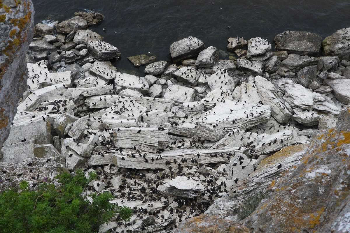 Trottellummenkolonie in Schweden, (c) Carolin Zimmermann/NABU-naturgucker.de