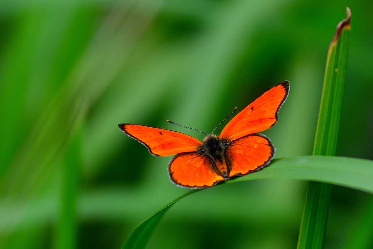 Großer Feuerfalter (Lycaena dispar), (c) Sabine Sonnentag/NABU-naturgucker.de