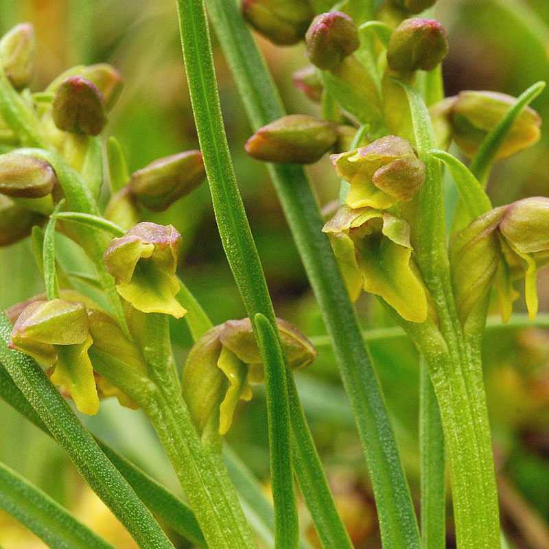 Alpen-Zwergorchis (Chamorchis alpina), (c) Dieter Gschwend/NABU-naturgucker.de Alpen-Zwergorchis (Chamorchis alpina), (c) Dieter Gschwend/NABU-naturgucker.de
