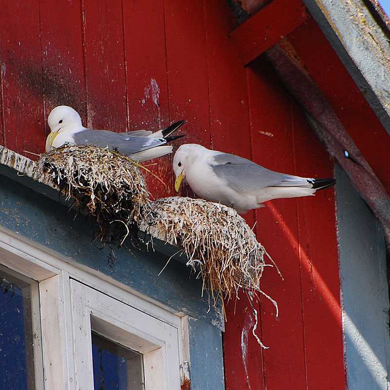 Dreizehenmöwe (Rissa tridactyla), (c) Josef Alexander Wirth/NABU-naturgucker.de Dreizehenmöwe (Rissa tridactyla), (c) Josef Alexander Wirth/NABU-naturgucker.de