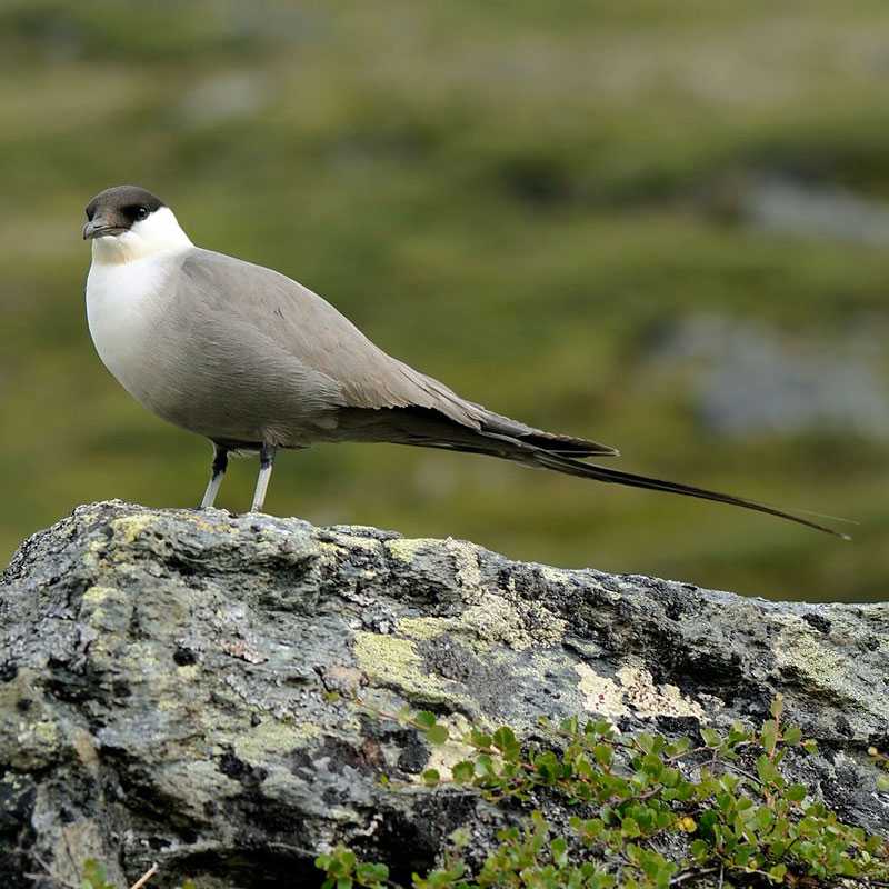 Falkenraubmöwe (Stercorarius longicaudus), (c) Werner Bartsch/NABU-naturgucker.de Falkenraubmöwe (Stercorarius longicaudus), (c) Werner Bartsch/NABU-naturgucker.de