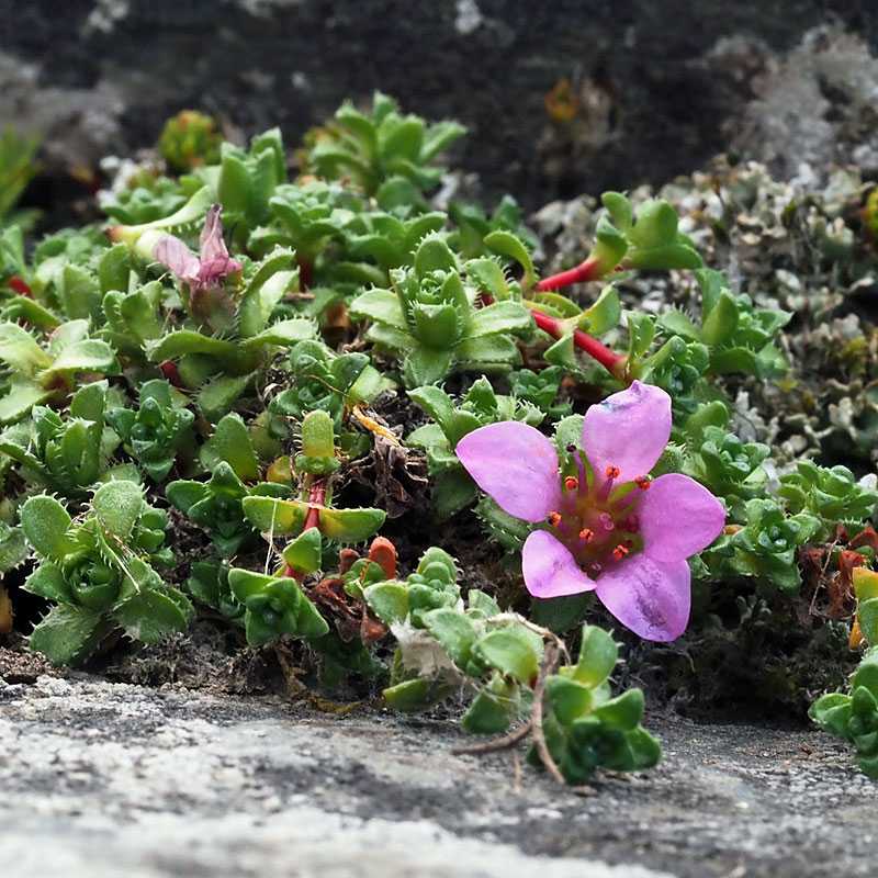 Gegenblättriger Steinbrech (Saxifraga oppositifolia), (c) Jörg Sedl/NABU-naturgucker.de Gegenblättriger Steinbrech (Saxifraga oppositifolia), (c) Jörg Sedl/NABU-naturgucker.de