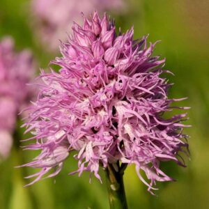 Italien-Knabenkraut (Orchis italica), (c) Stephanie Krämer/NABU-naturgucker.de Italien-Knabenkraut (Orchis italica), (c) Stephanie Krämer/NABU-naturgucker.de