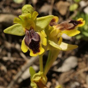 Kleinblütige Gelbe Ragwurz (Ophrys sicula), (c) Armin Schweinberger/NABU-naturgucker.de Kleinblütige Gelbe Ragwurz (Ophrys sicula), (c) Armin Schweinberger/NABU-naturgucker.de