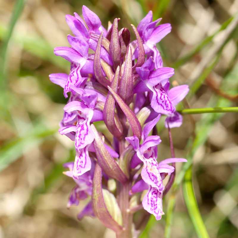 Lappländische Fingerwurz (Dactylorhiza lapponica), (c) Dr. Max Seyfried/NABU-naturgucker.de Lappländische Fingerwurz (Dactylorhiza lapponica), (c) Dr. Max Seyfried/NABU-naturgucker.de