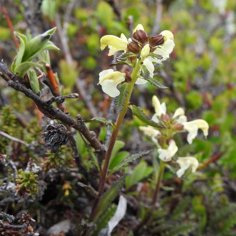 Lappländisches Läusekraut (Pedicularis lapponica), (c) Carolin Zimmermann/NABU-naturgucker.de Lappländisches Läusekraut (Pedicularis lapponica), (c) Carolin Zimmermann/NABU-naturgucker.de