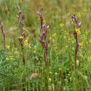 Lockerblütiger Zungenstendel (Serapias bergonii), (c) Dr. Alexander Wirth/NABU-naturgucker.de Lockerblütiger Zungenstendel (Serapias bergonii), (c) Dr. Alexander Wirth/NABU-naturgucker.de