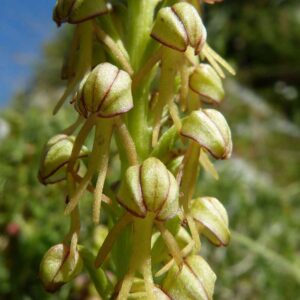 Menschentragender Ohnsporn (Aceras anthropophorum), (c) Holger Selisky/NABU-naturgucker.de Menschentragender Ohnsporn (Aceras anthropophorum), (c) Holger Selisky/NABU-naturgucker.de