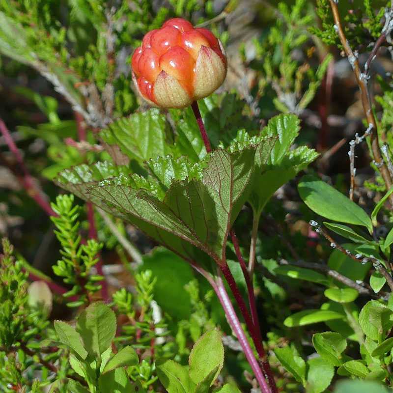 Moltebeere (Rubus chamaemorus), (c) Jörg Chmill-Völsch/NABU-naturgucker.de Moltebeere (Rubus chamaemorus), (c) Jörg Chmill-Völsch/NABU-naturgucker.de